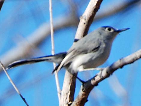 Black-capped Gnatcatcher (Polioptila nigriceps)