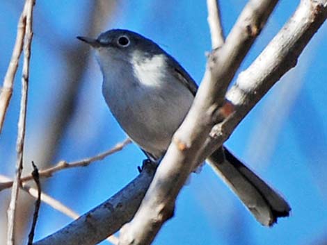 Black-capped Gnatcatcher (Polioptila nigriceps)