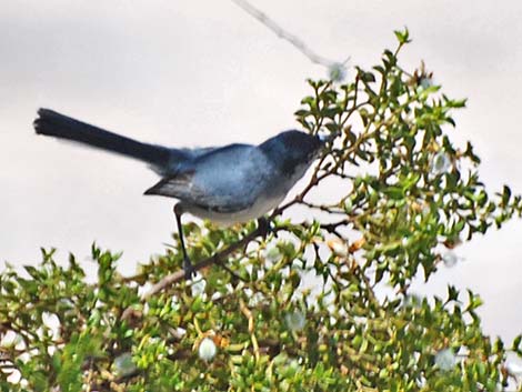 Black-tailed Gnatcatcher (Polioptila melanura)