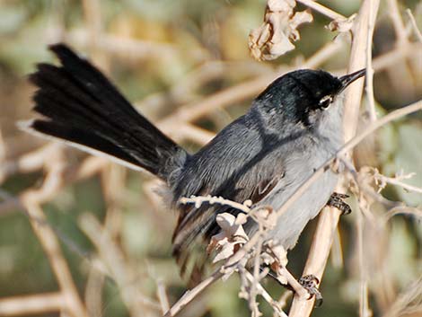 Black-tailed Gnatcatcher (Polioptila melanura)