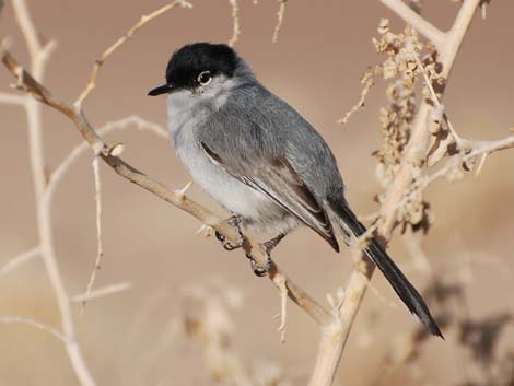 Black-tailed Gnatcatcher (Polioptila melanura)