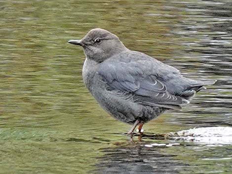 American Dipper (Cinclus mexicanus)