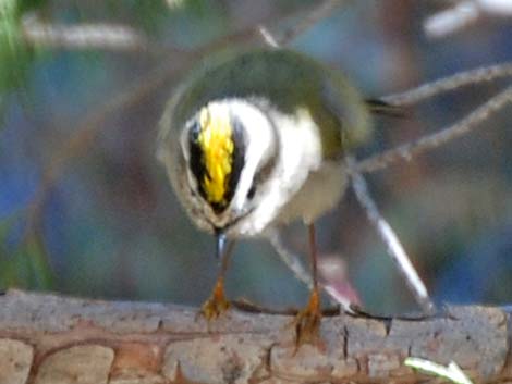 Golden-crowned Kinglet (Regulus satrapa)