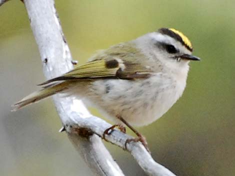 Golden-crowned Kinglet (Regulus satrapa)