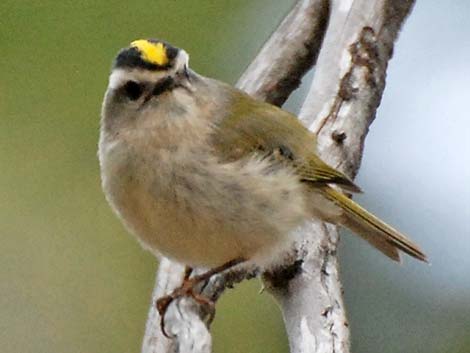 Golden-crowned Kinglet (Regulus satrapa)