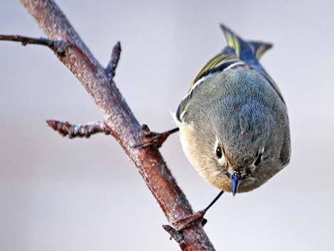 Ruby-crowned Kinglet (Regulus calendula)