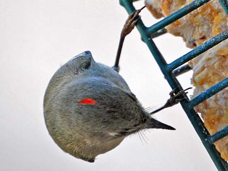 Ruby-crowned Kinglet (Regulus calendula)