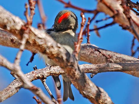 Ruby-crowned Kinglet (Regulus calendula)