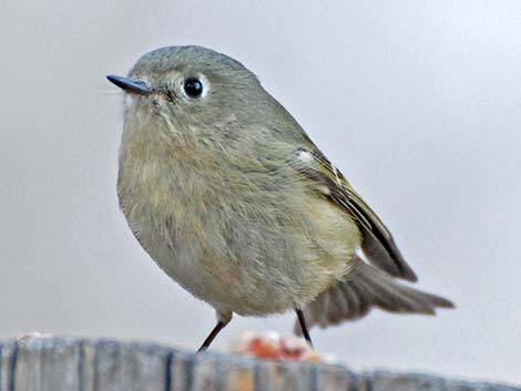 Ruby-crowned Kinglet (Regulus calendula)