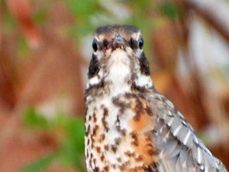 American Robin (Turdus migratorius)