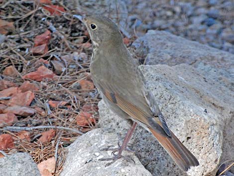 Hermit Thrush (Catharus guttatus)