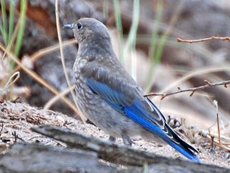 Mountain Bluebird (Sialia currucoides)