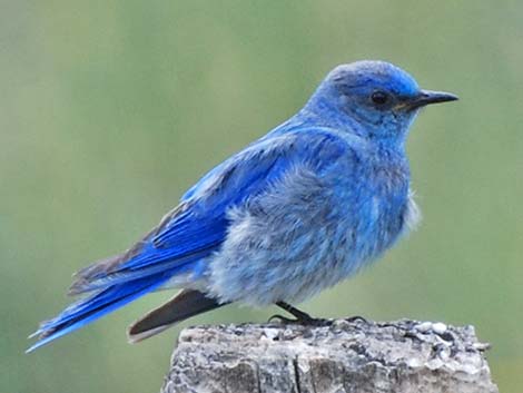 Mountain Bluebird (Sialia currucoides)