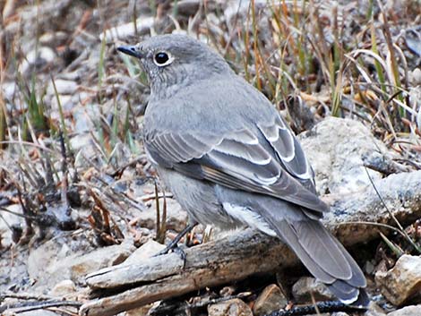 Townsend's Solitaire (Myadestes townsendi)