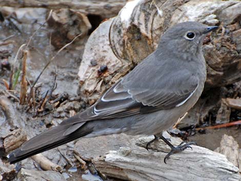 Townsend's Solitaire (Myadestes townsendi)