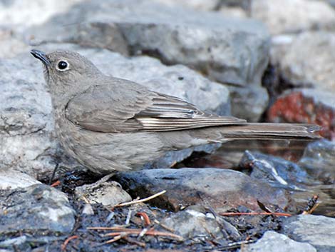 Townsend's Solitaire (Myadestes townsendi)