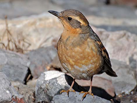 Varied Thrush (Ixoreus naevius)