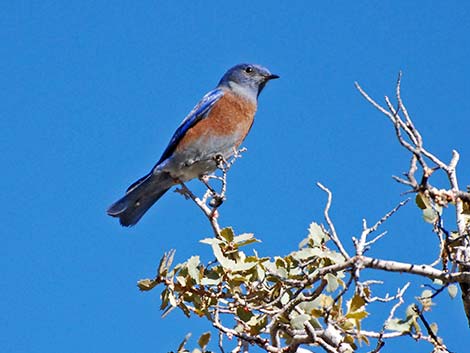 Western Bluebird (Sialia mexicana)