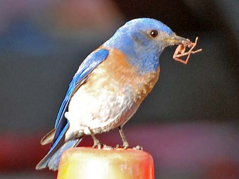 Western Bluebird (Sialia mexicana)