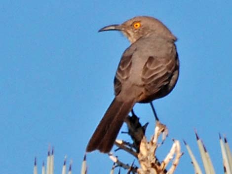 Bendire's Thrasher (Toxostoma bendirei)