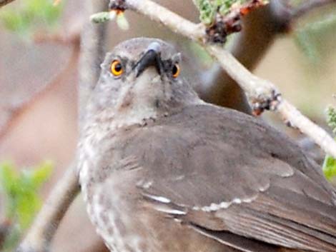 Bendire's Thrasher (Toxostoma bendirei)