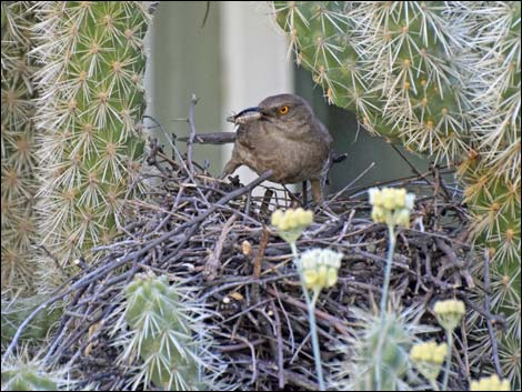 Curve-billed Thrasher (Toxostoma curvirostre)