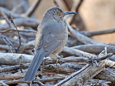 Curve-billed Thrasher (Toxostoma curvirostre)