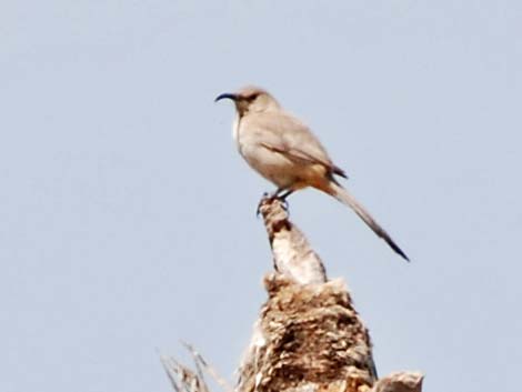 LeConte's Thrasher (Toxostoma lecontei)