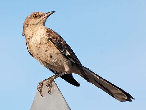 Northern Mockingbird (Mimus polyglottos)