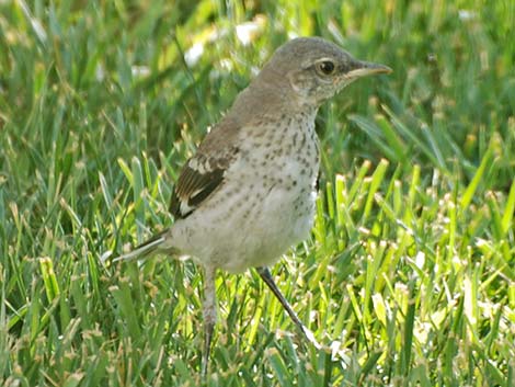 Northern Mockingbird (Mimus polyglottos)