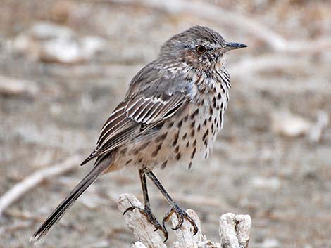 Sage Thrasher (Oreoscoptes montanus)