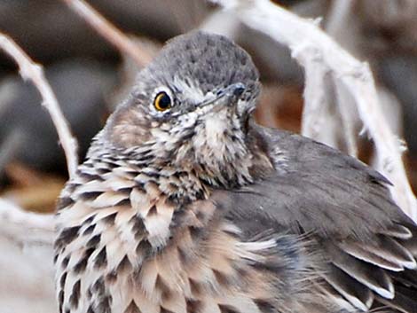 Sage Thrasher (Oreoscoptes montanus)