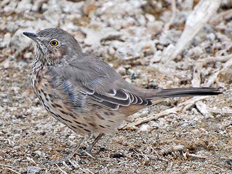 Sage Thrasher (Oreoscoptes montanus)