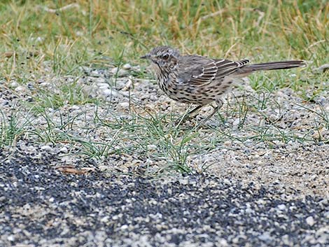 Sage Thrasher (Oreoscoptes montanus) and Brine Flies