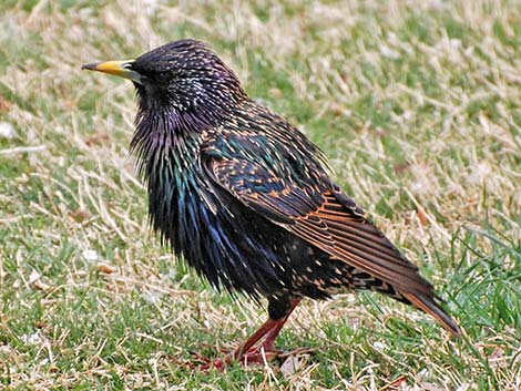 European Starling (Sturnus vulgaris)