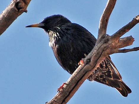 European Starling (Sturnus vulgaris)