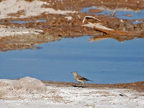 American Pipit (Anthus rubescens)