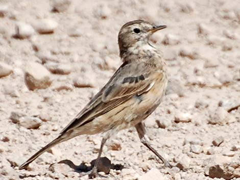 American Pipit (Anthus rubescens)