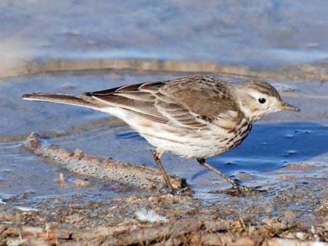 American Pipit (Anthus rubescens)