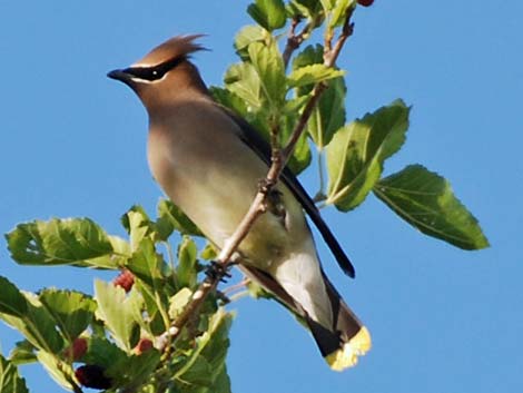 Bombycillidae, Cedar Waxwing