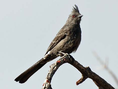 Phainopepla (Phainopepla nitens)