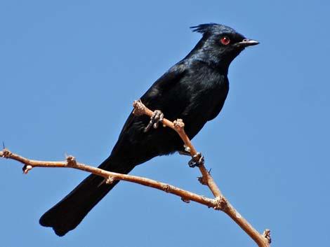 Phainopepla (Phainopepla nitens)