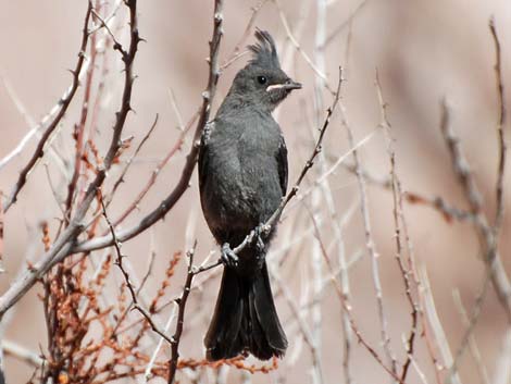 Phainopepla (Phainopepla nitens)