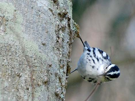 Black-and-White Warbler (Mniotilta varia)