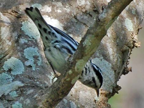 Black-and-White Warbler (Mniotilta varia)