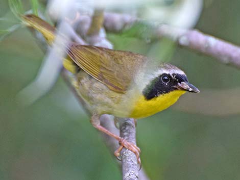 Common Yellowthroat (Geothlypis trichas)