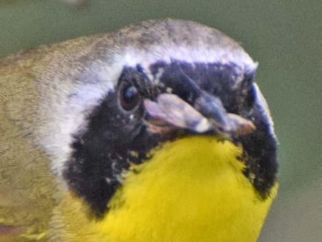 Common Yellowthroat (Geothlypis trichas)