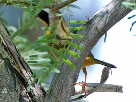 Common Yellowthroat (Geothlypis trichas)