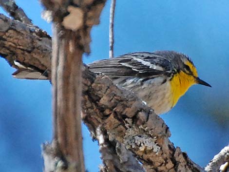 Grace's Warbler (Setophaga graciae)