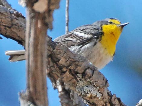 Grace's Warbler (Setophaga graciae)